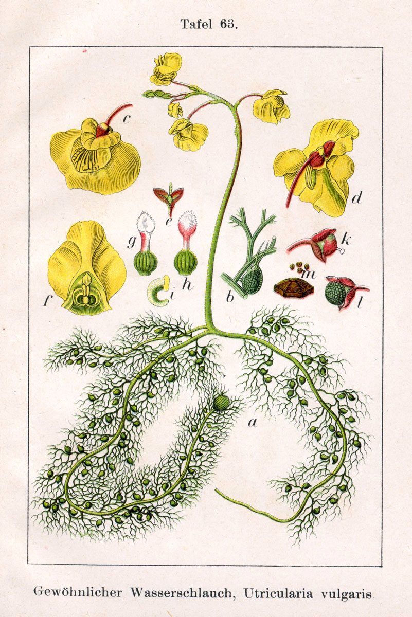 Erba vescica comune