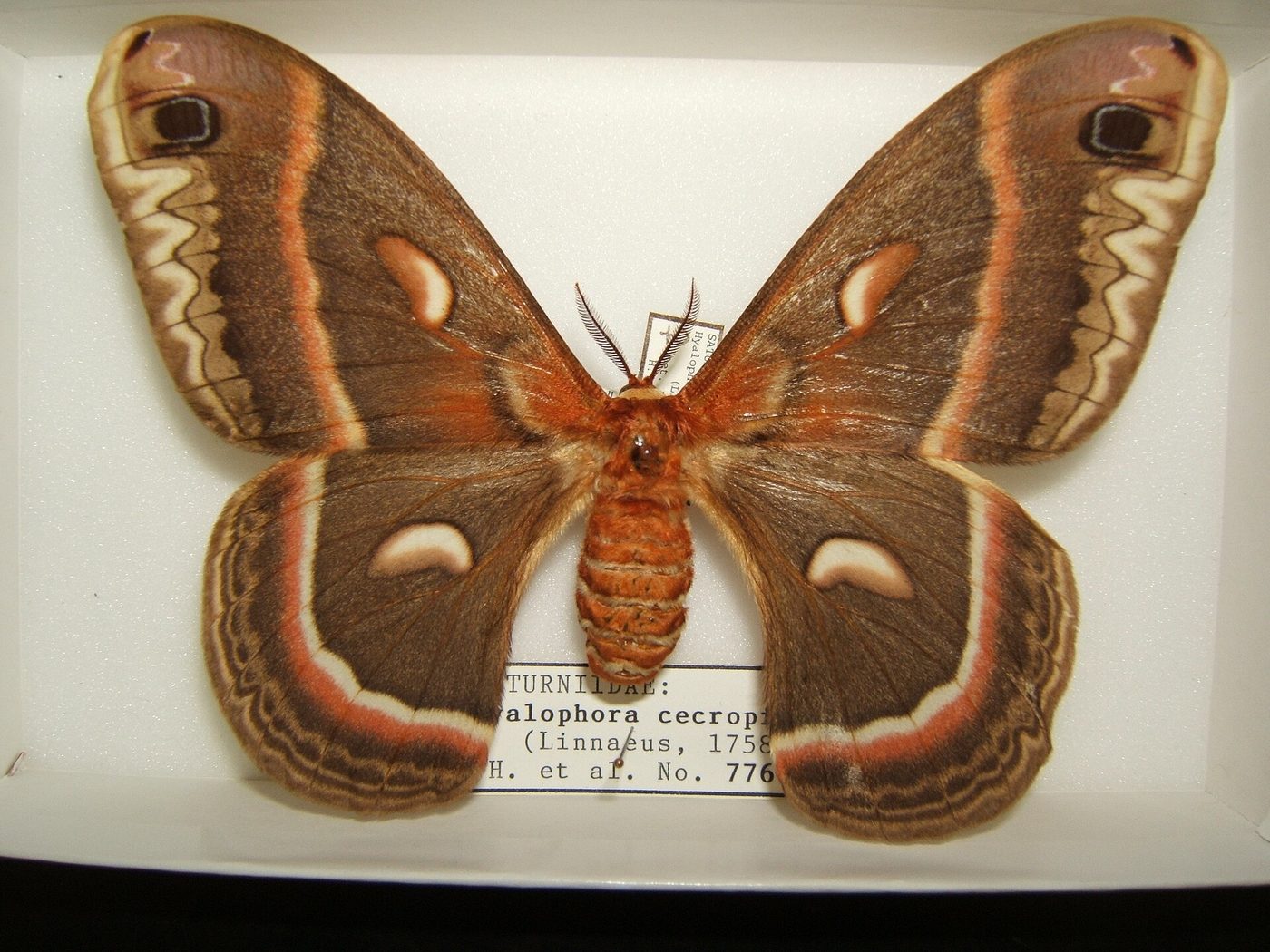 Cecropia moth