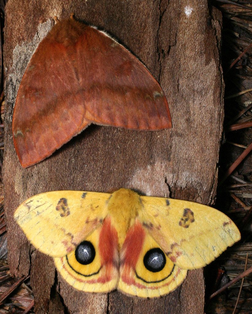 Mariposa io