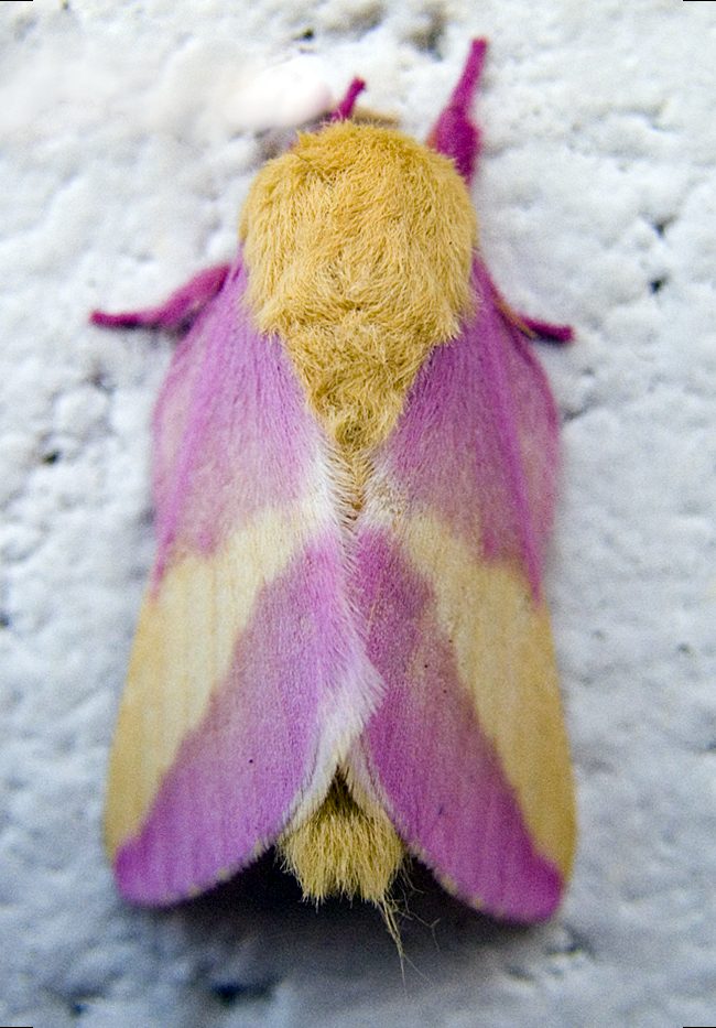 Falena rosa dell'acero