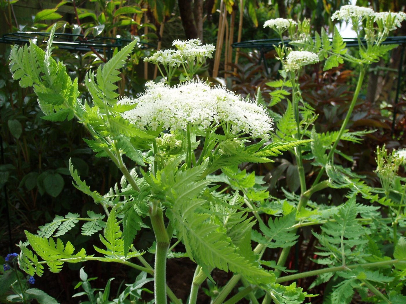 Finocchiella