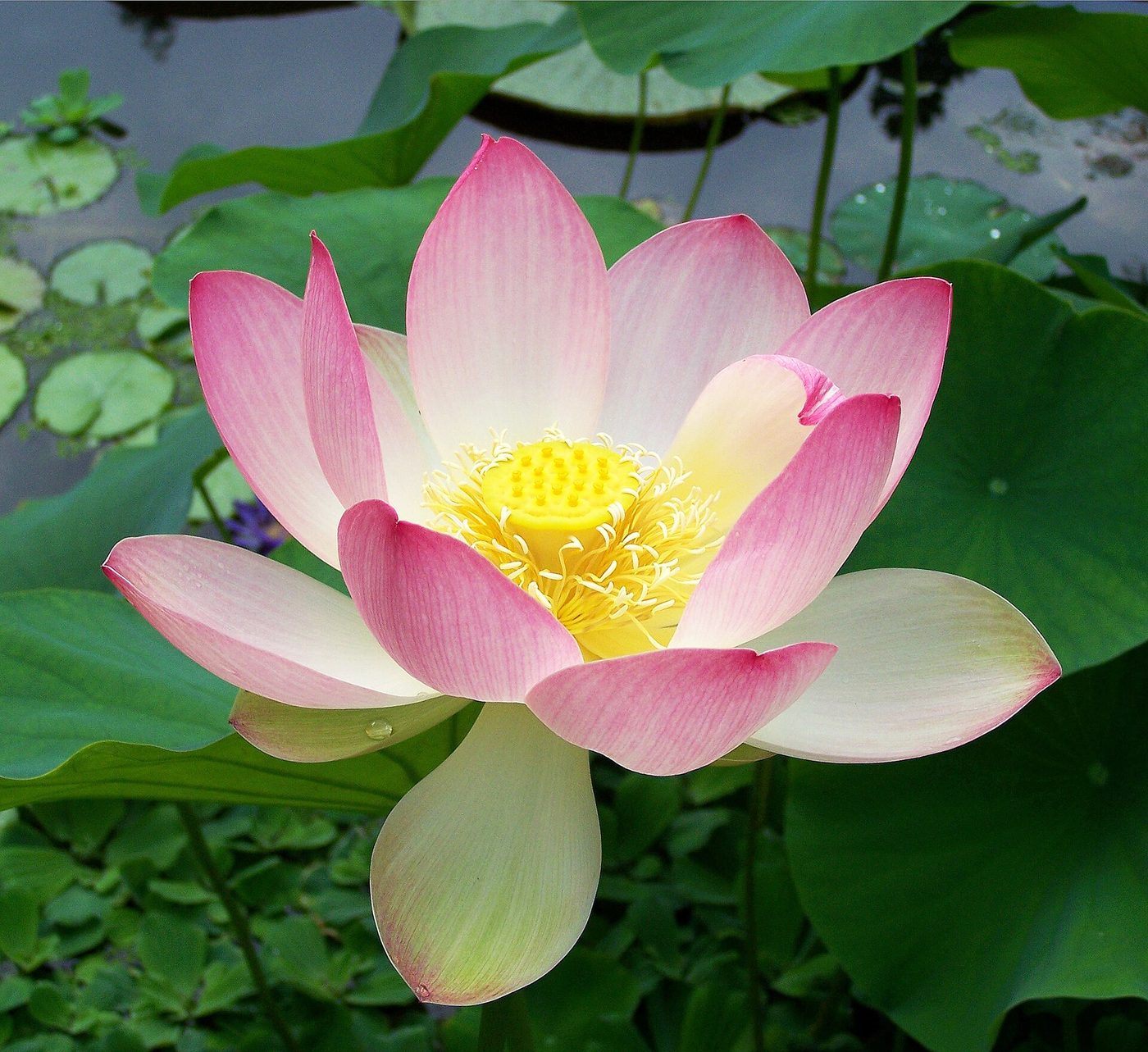 Sacred lotus