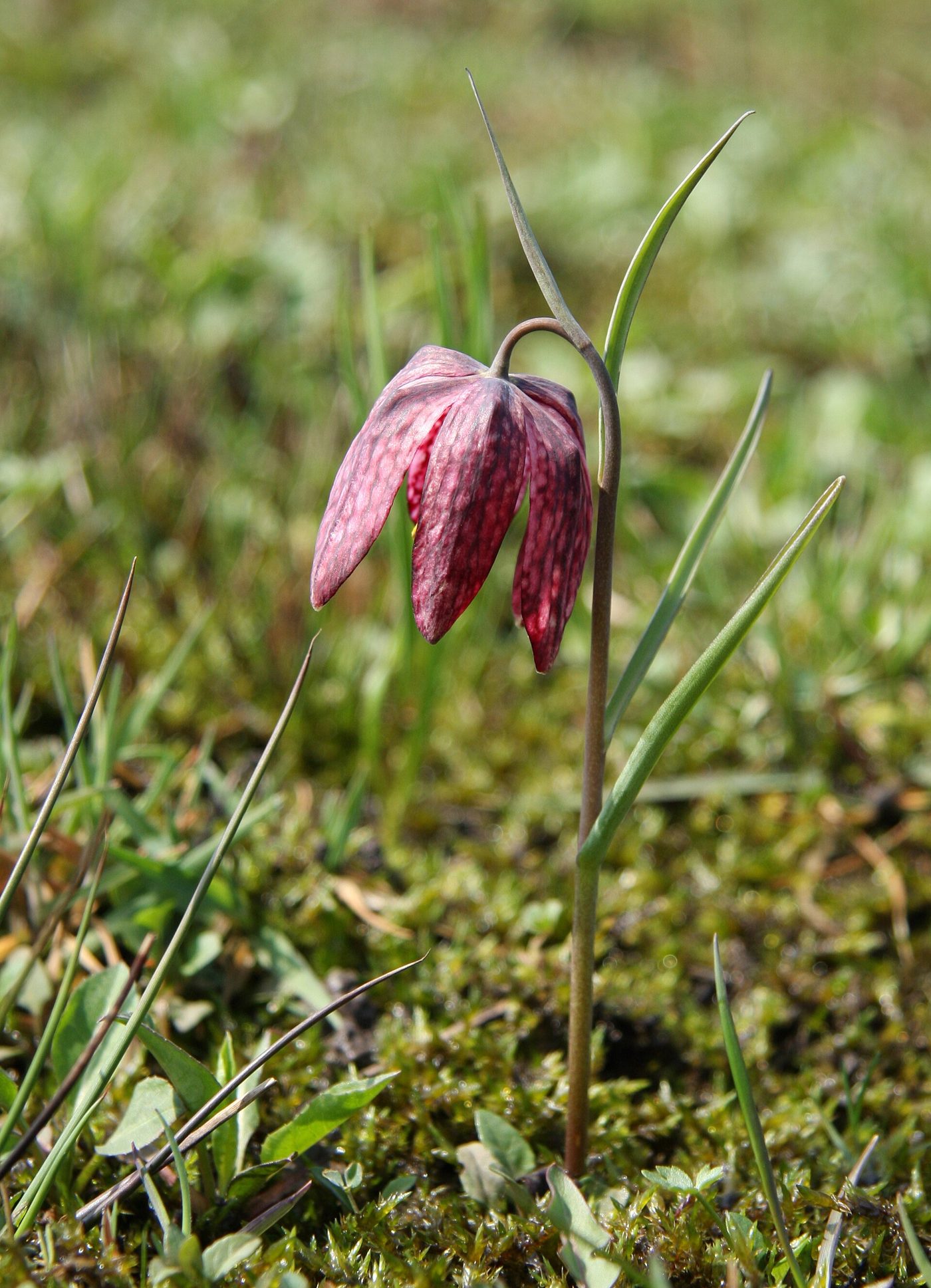 Schachblume
