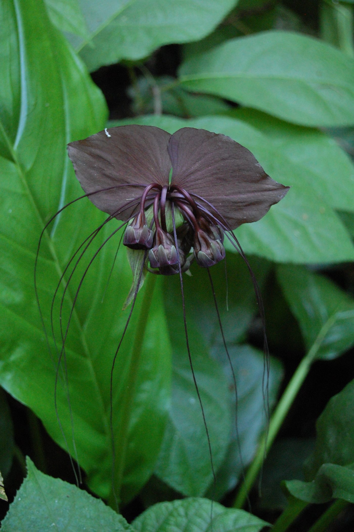 Fiore pipistrello nero