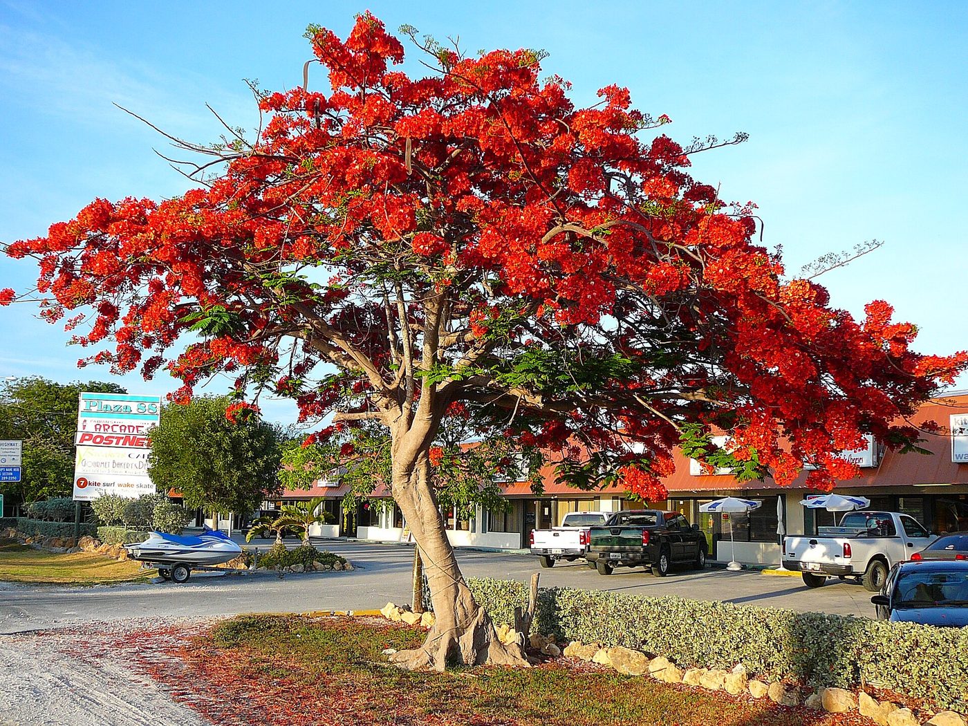 Flamboyán