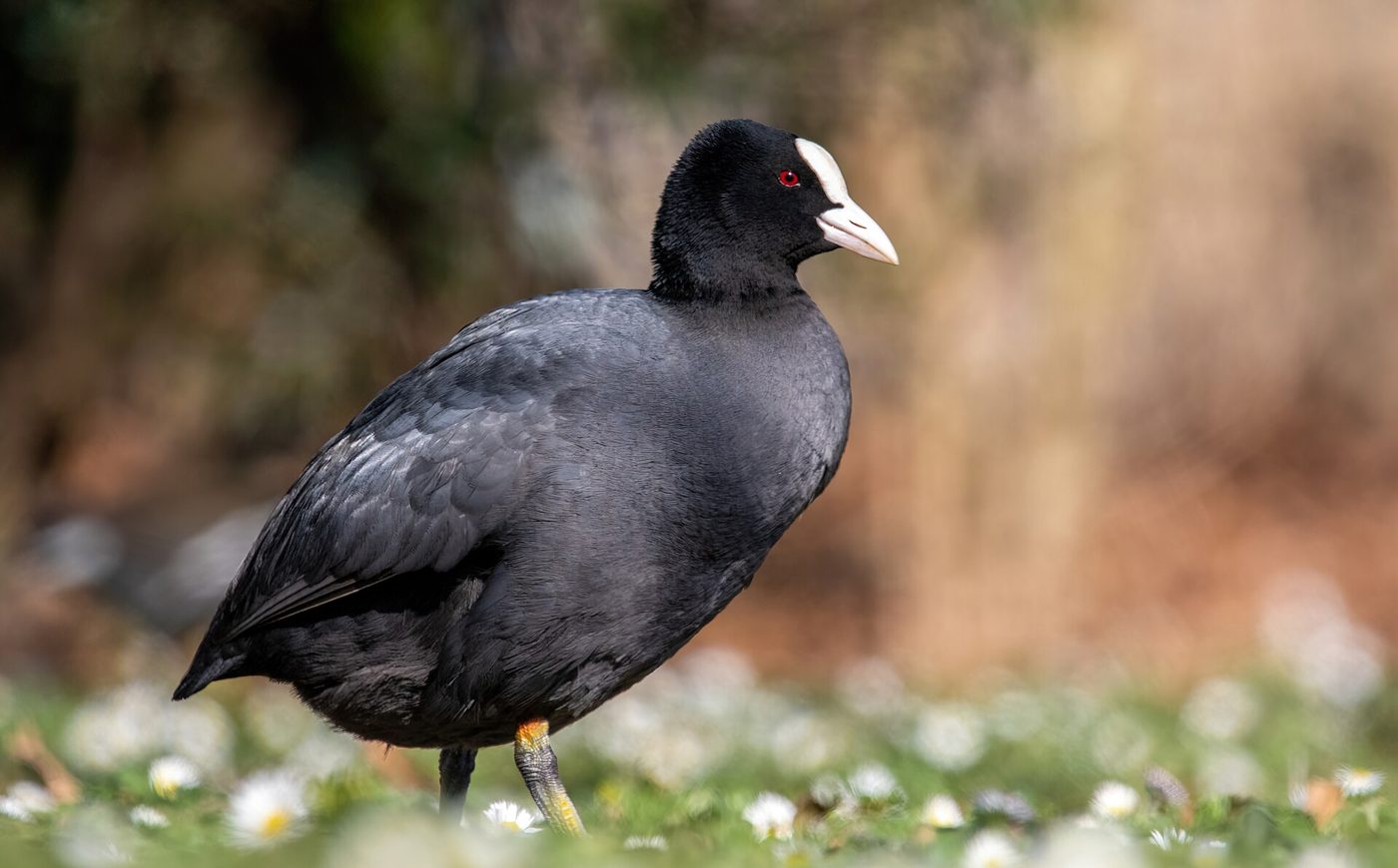 Eurasian coot