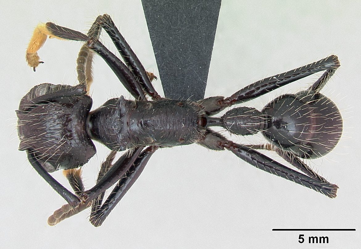 Formica proiettile