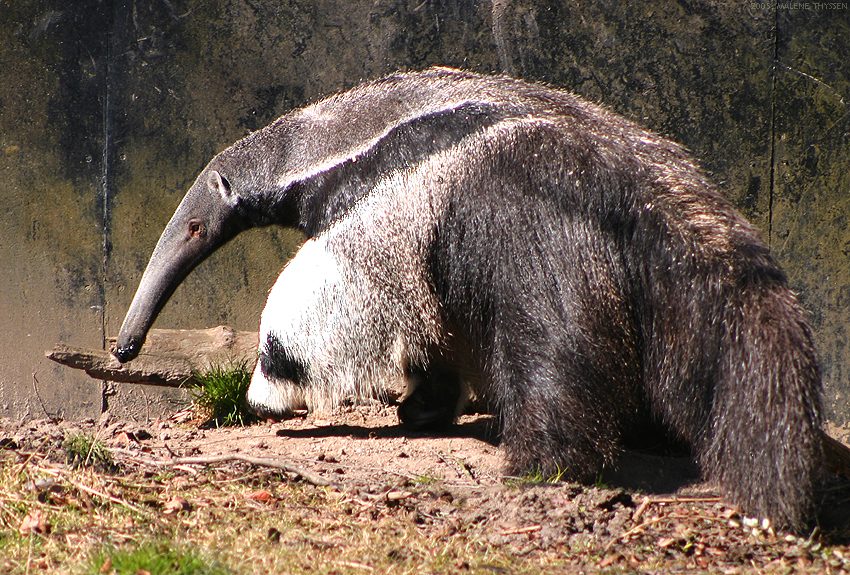 Oso hormiguero gigante