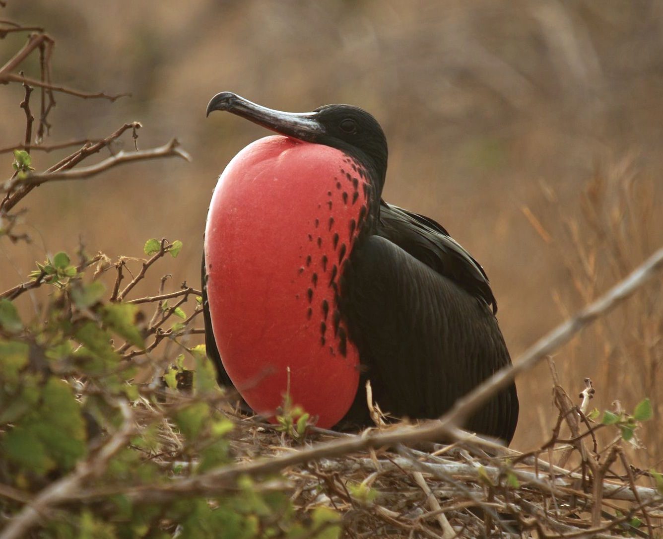 Magnificent frigatebird