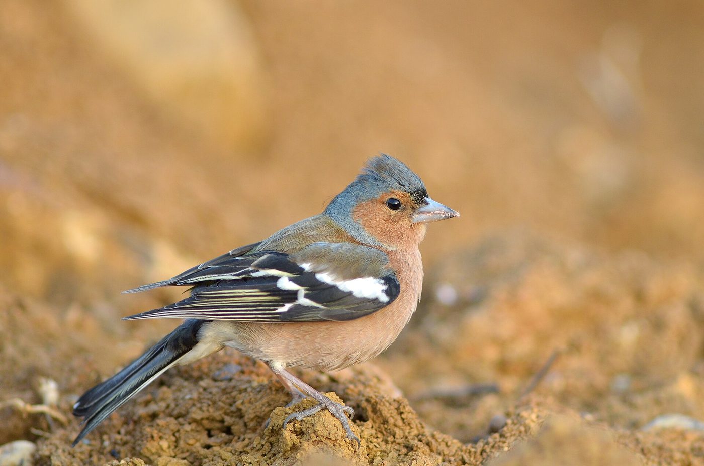 Common chaffinch