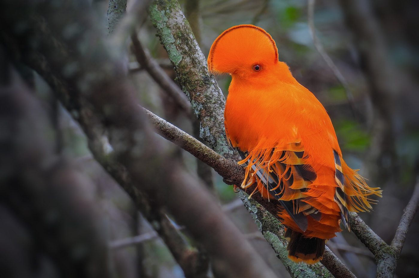 Coq-de-roche orange
