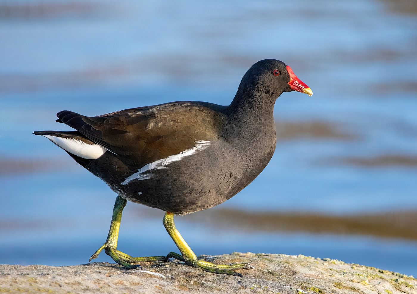 Teichhuhn