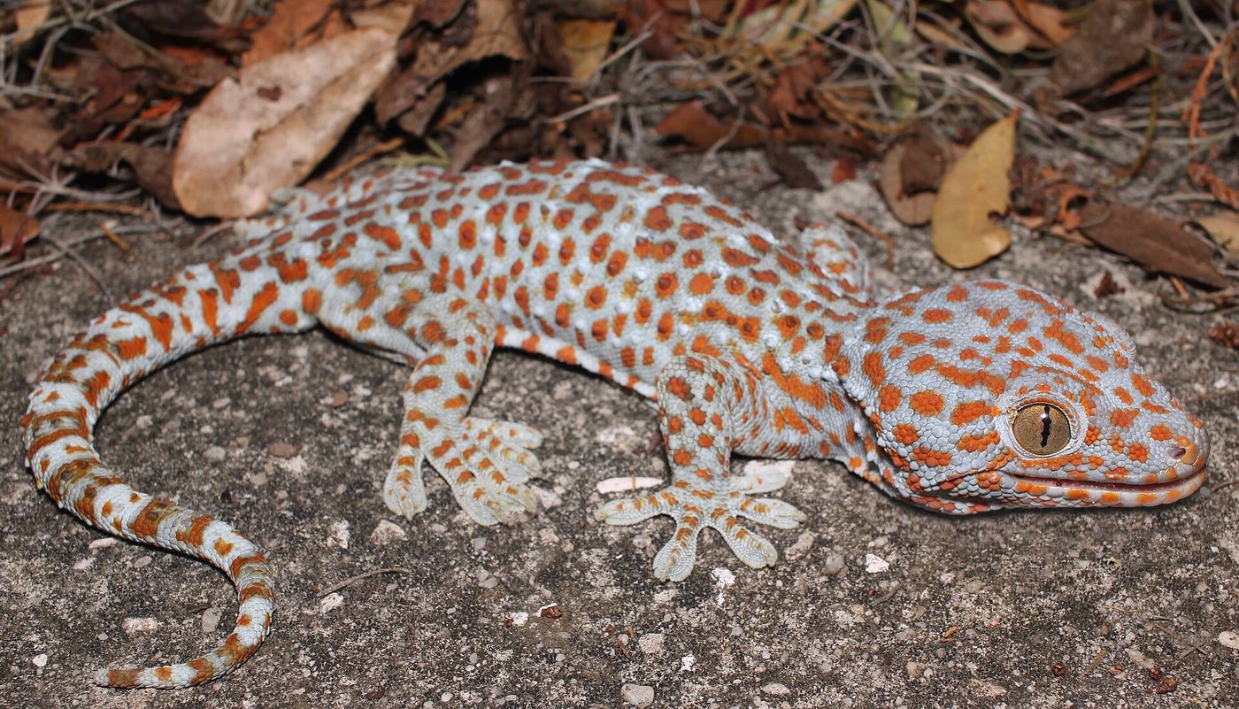 Gecko tokay