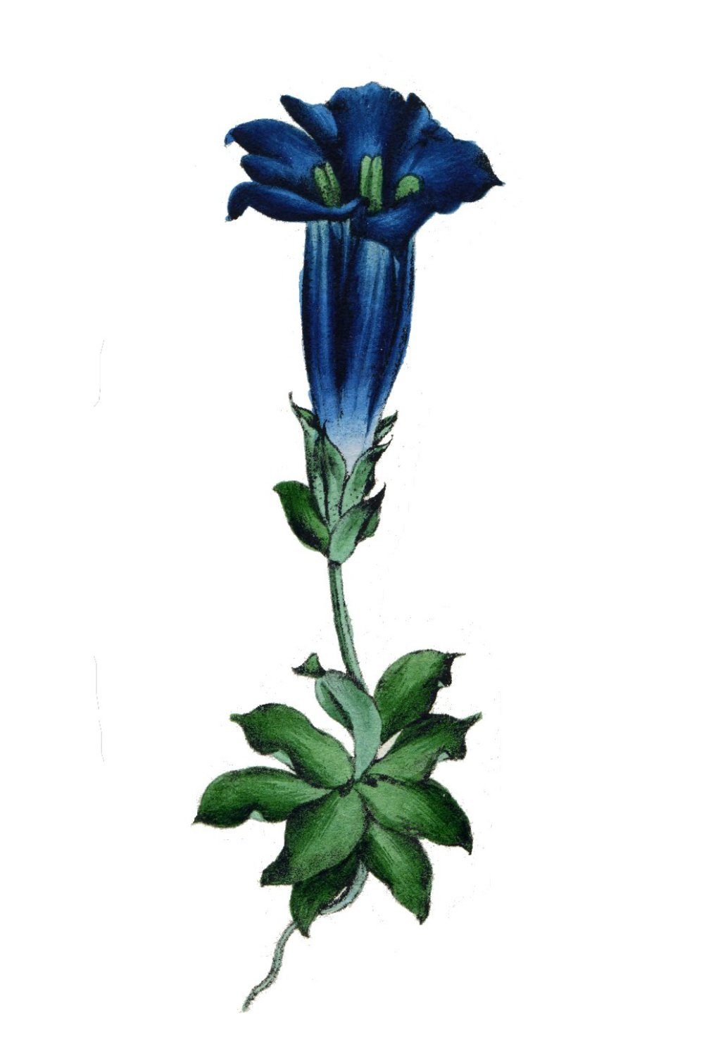 Genzianella