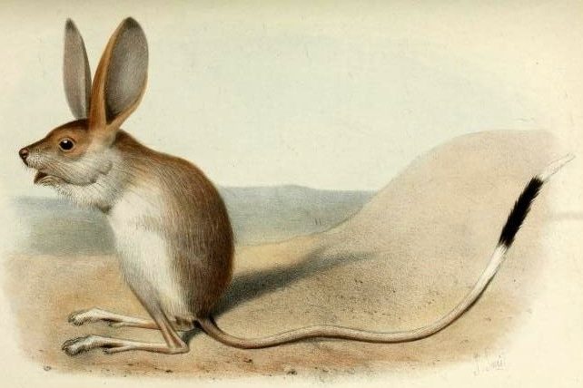 Gerboa dalle lunghe orecchie