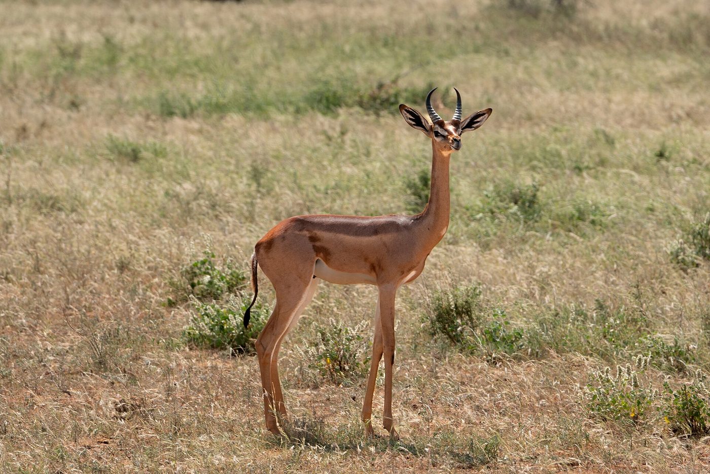 Giraffengazelle