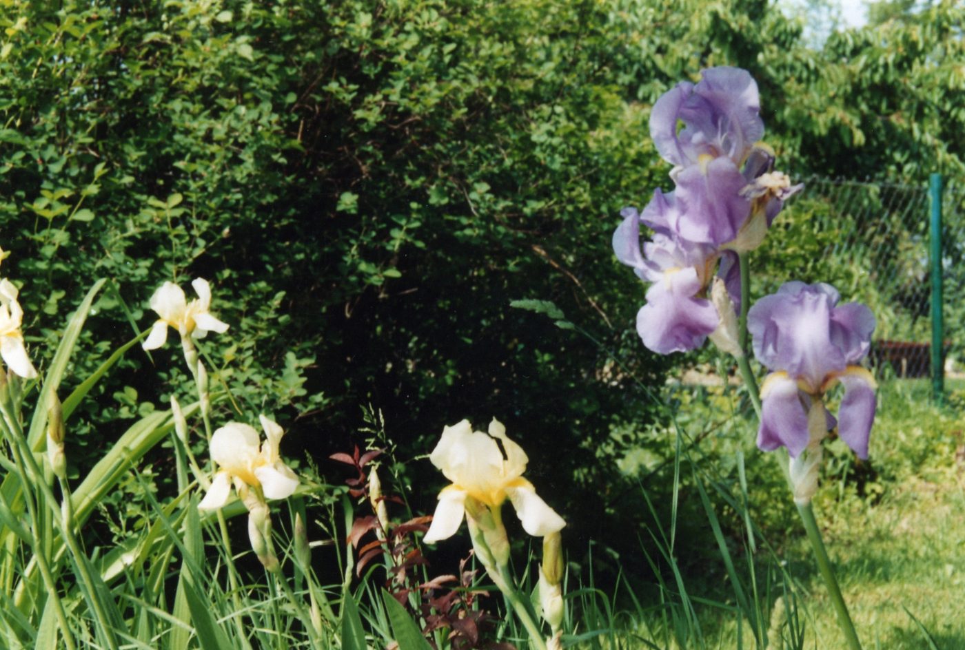 Iris des jardins
