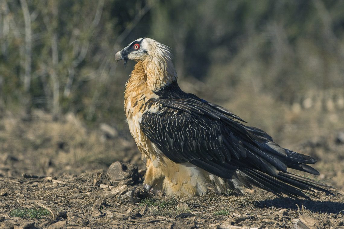 Bearded vulture