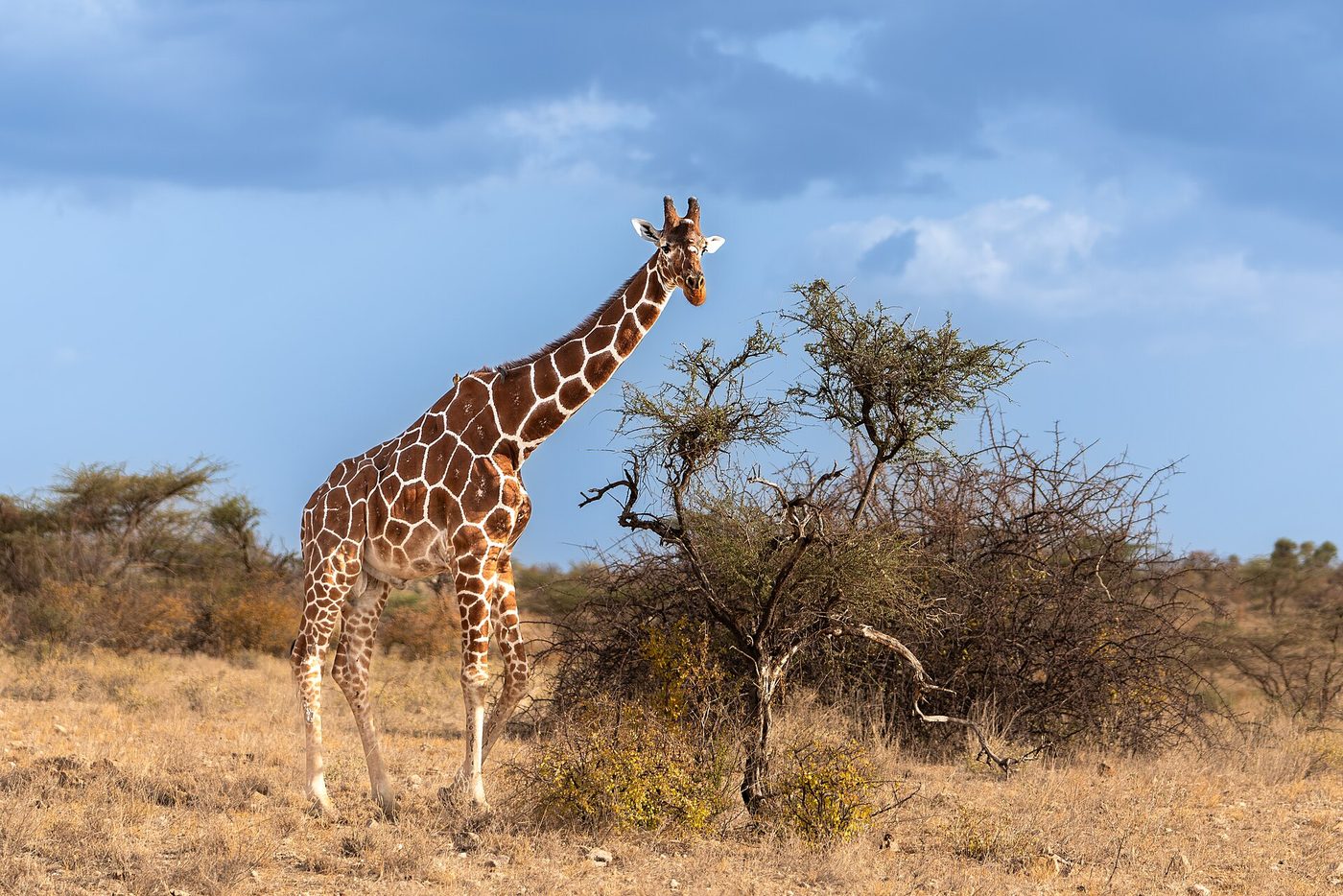 Giraffa reticolata