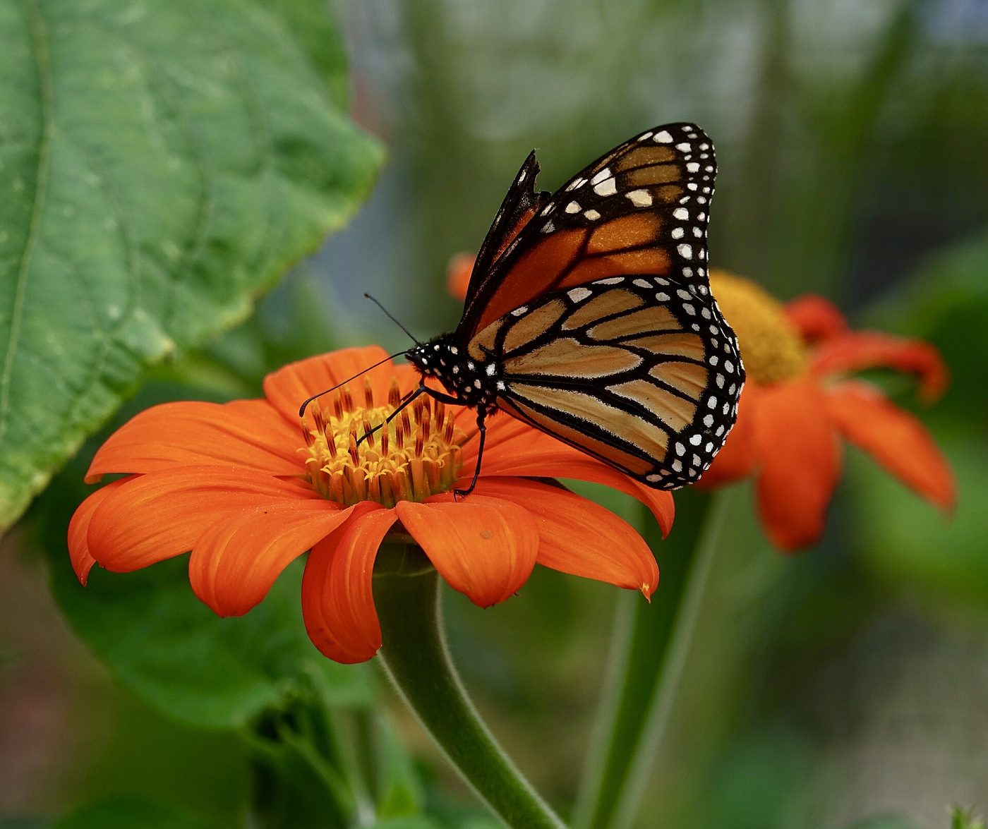 Mexican sunflower