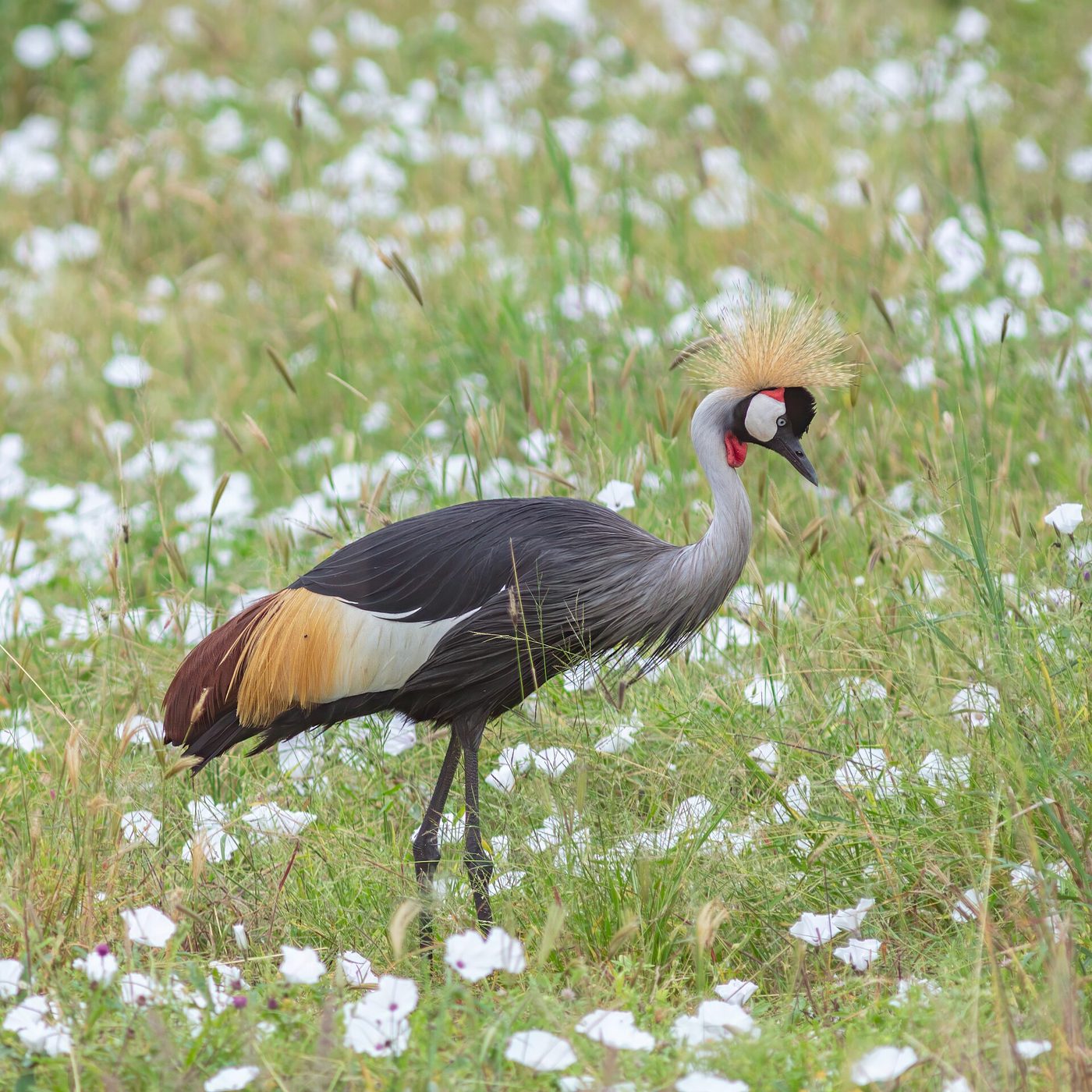 Grulla coronada