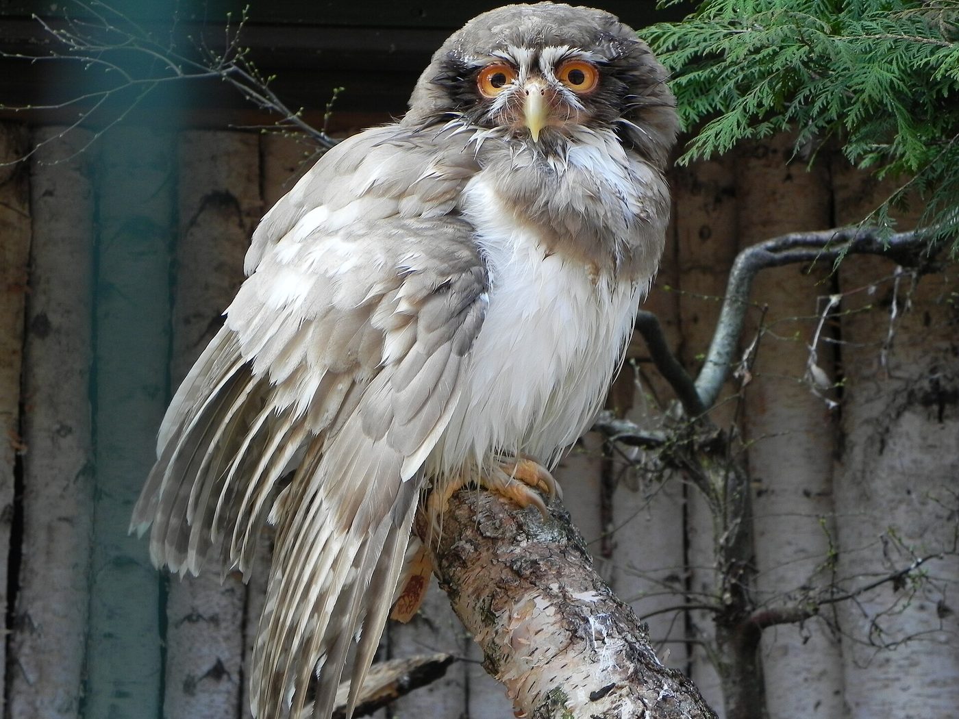 Spectacled owl