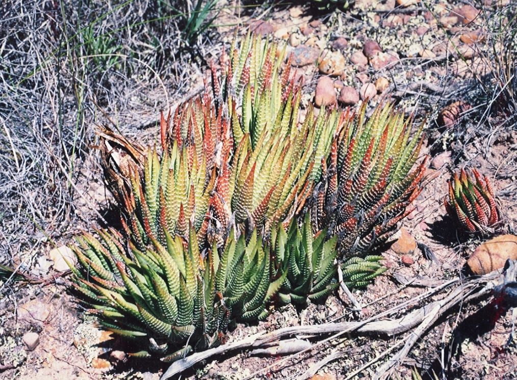 Haworthia cebra