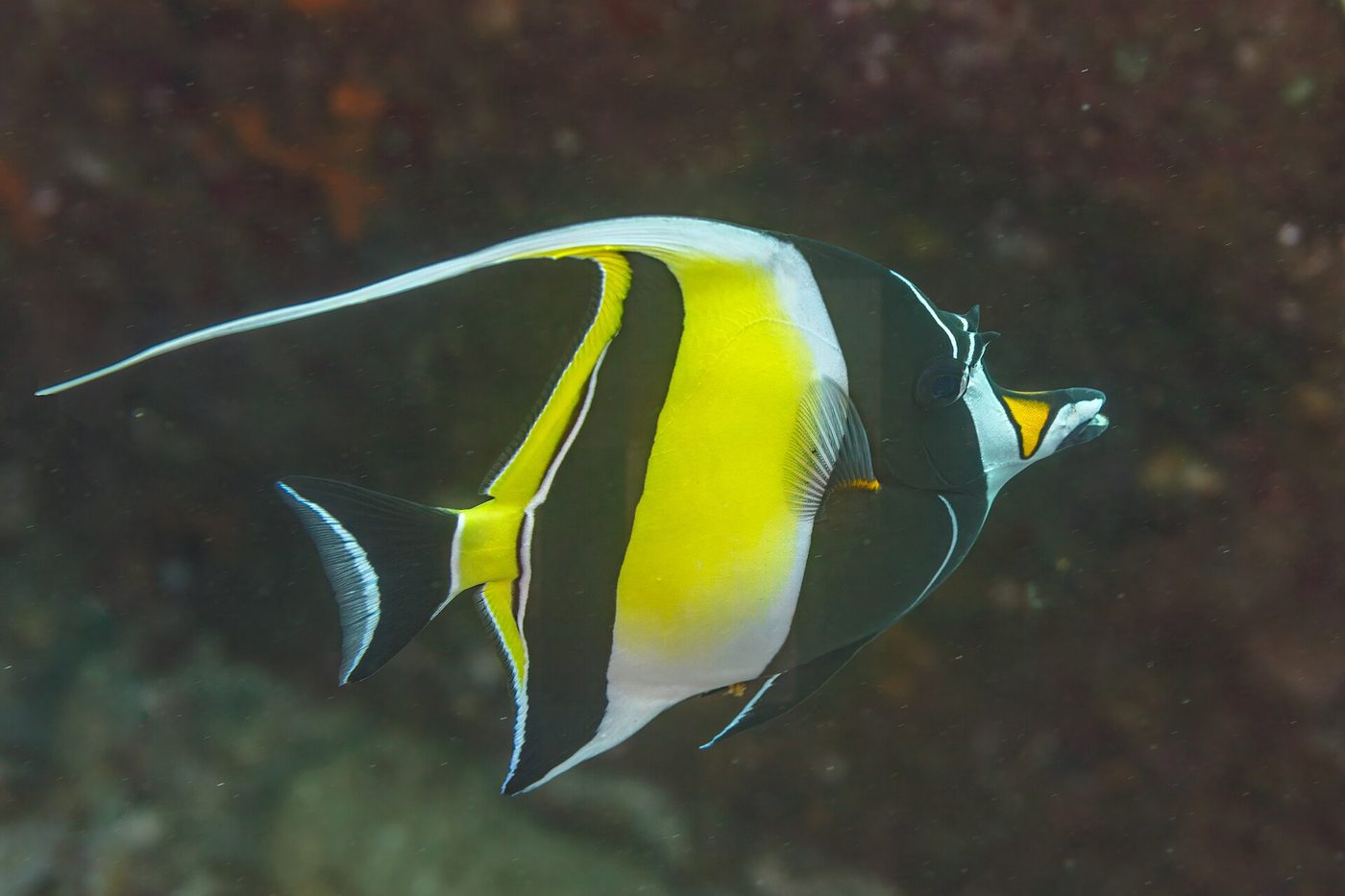 Halfterfisch