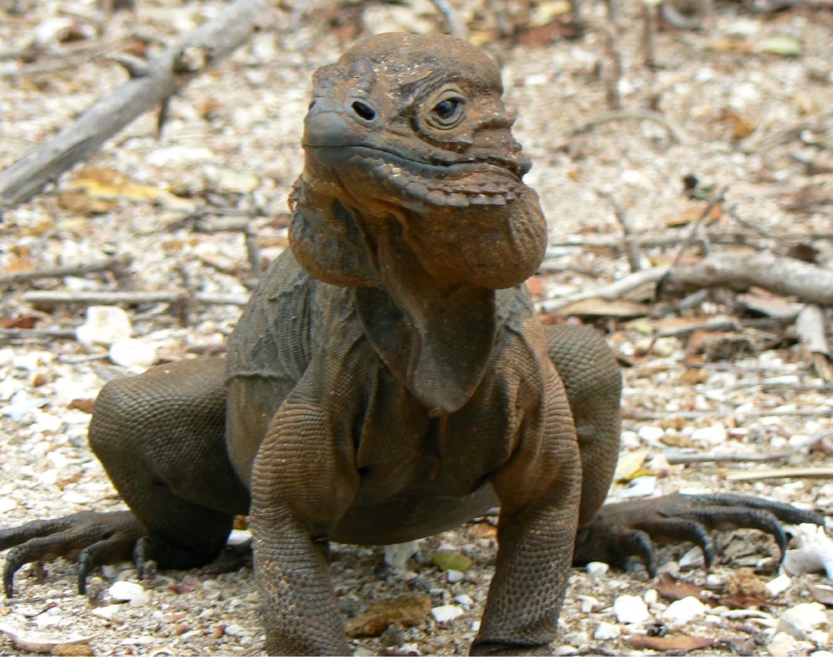 Iguana rinoceronte