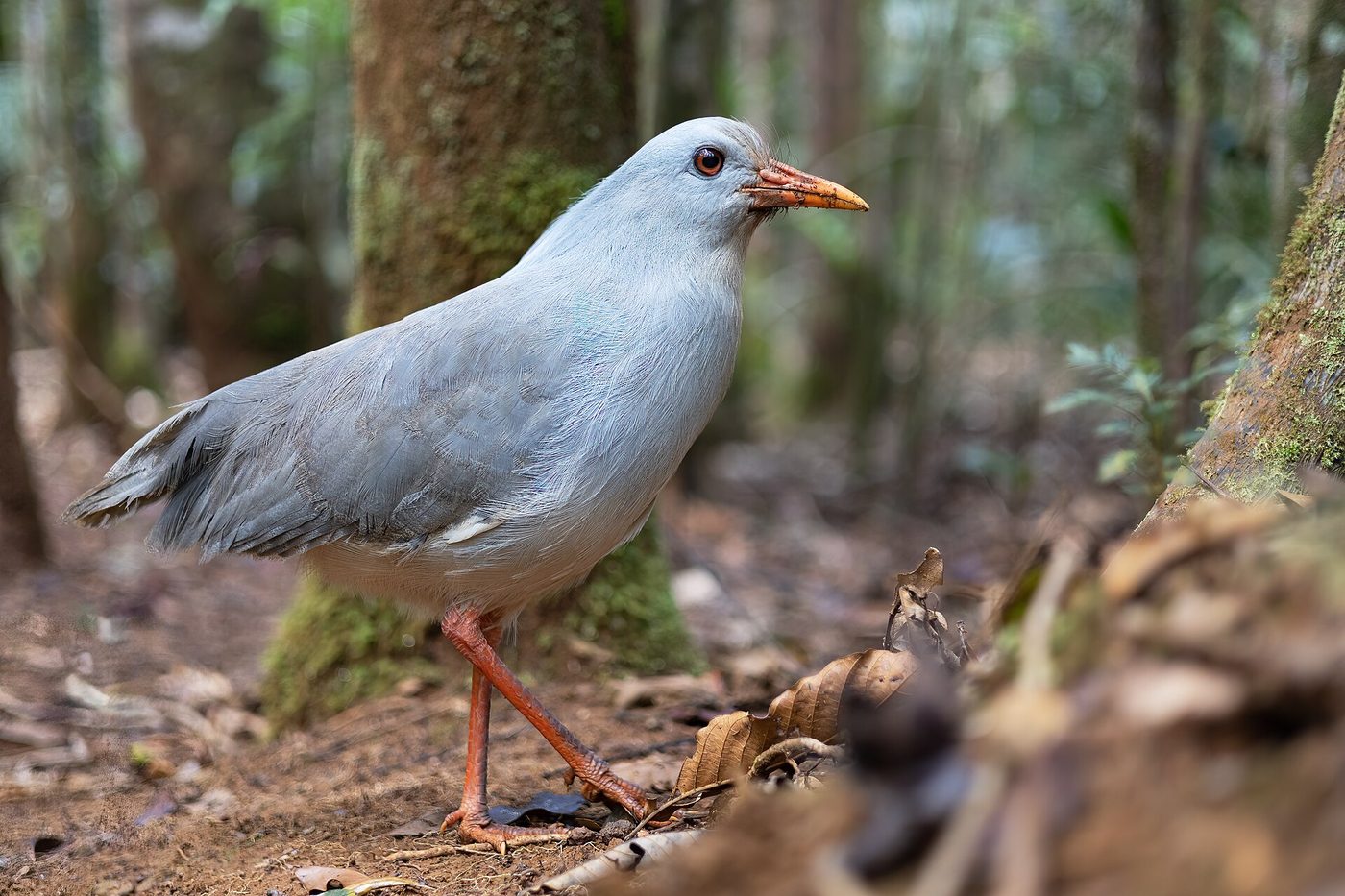 Kagu