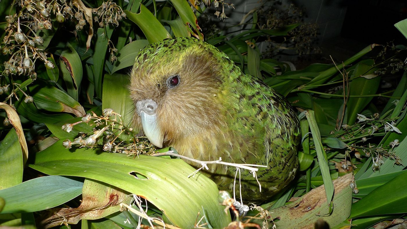 Kākāpō
