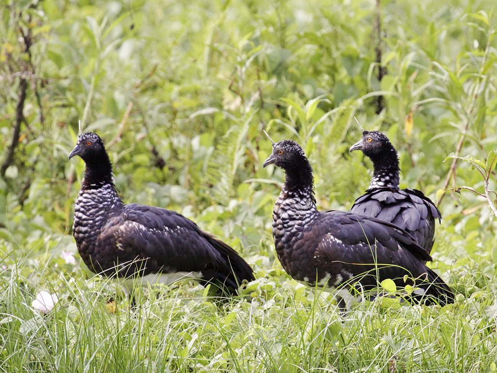 Horned screamer
