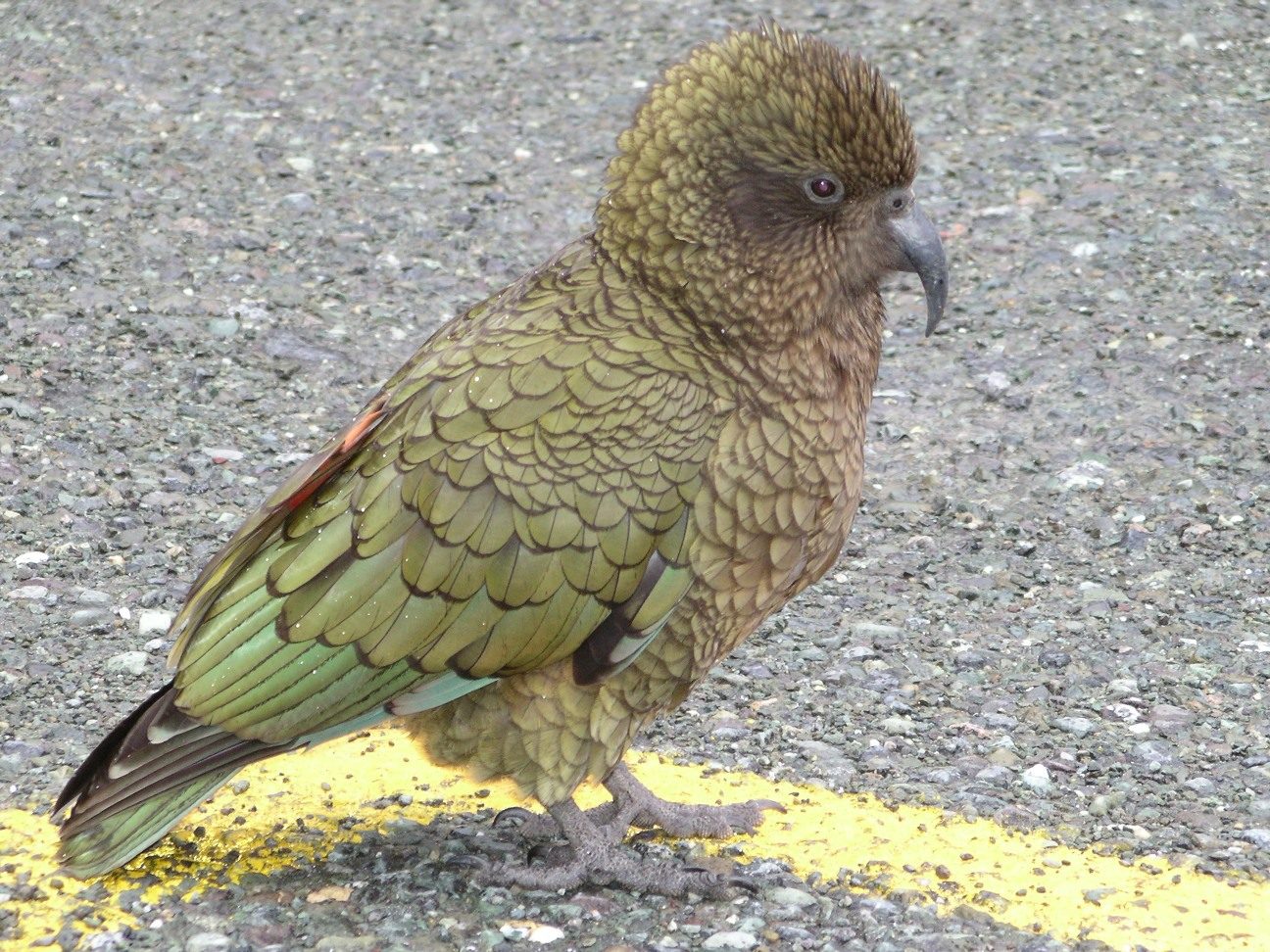 Kea