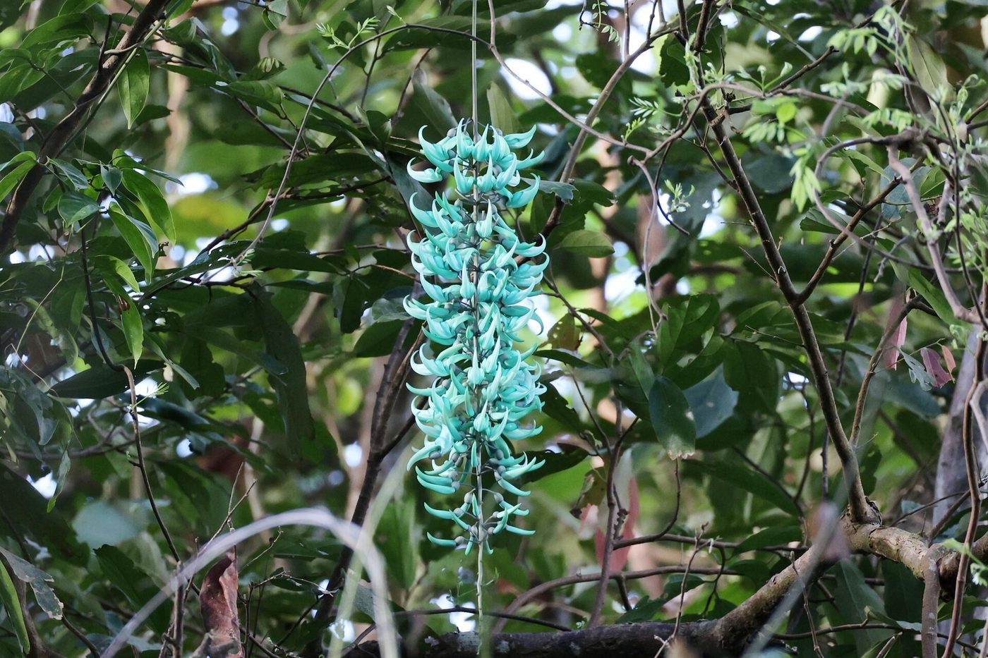 Jade vine