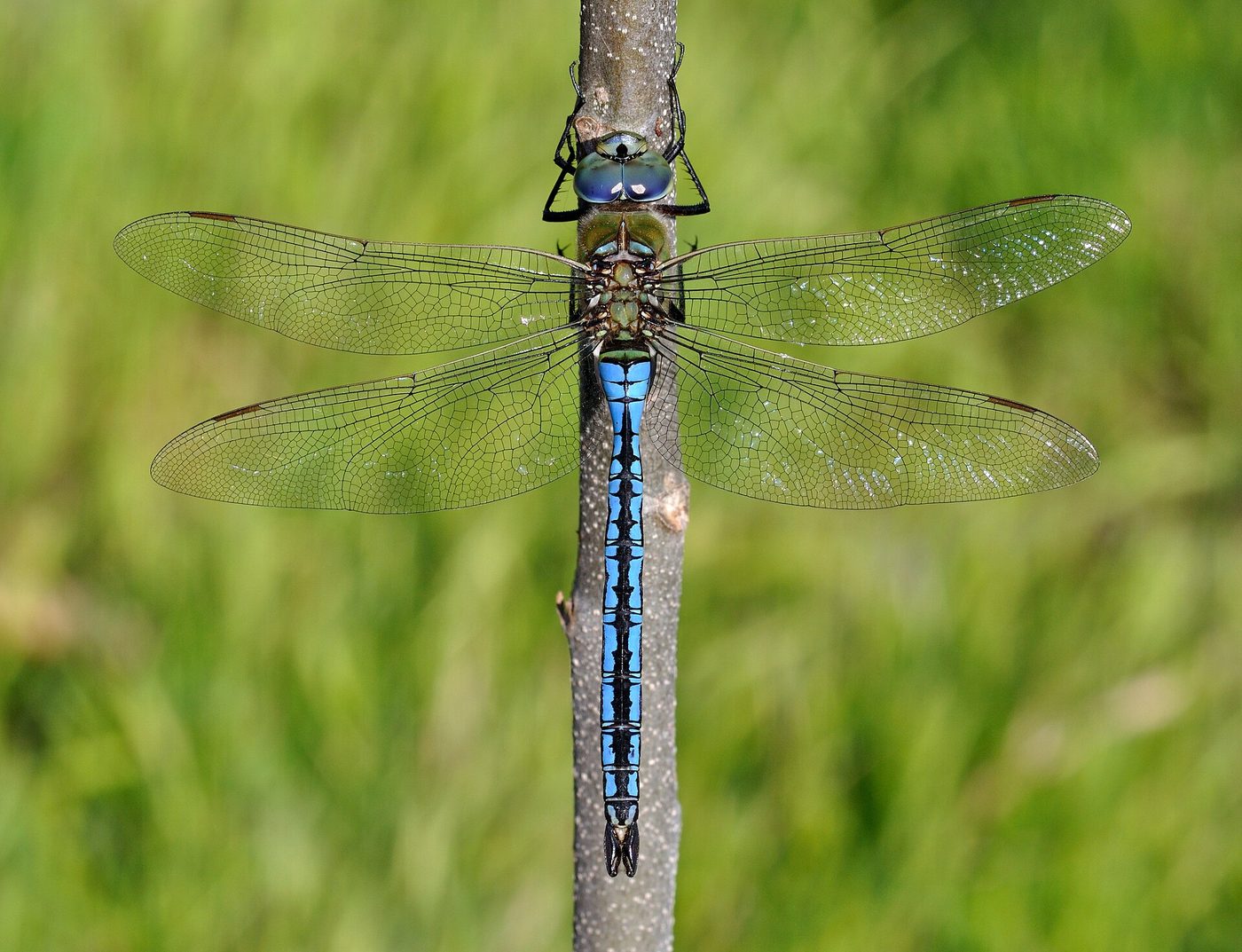 Emperor dragonfly