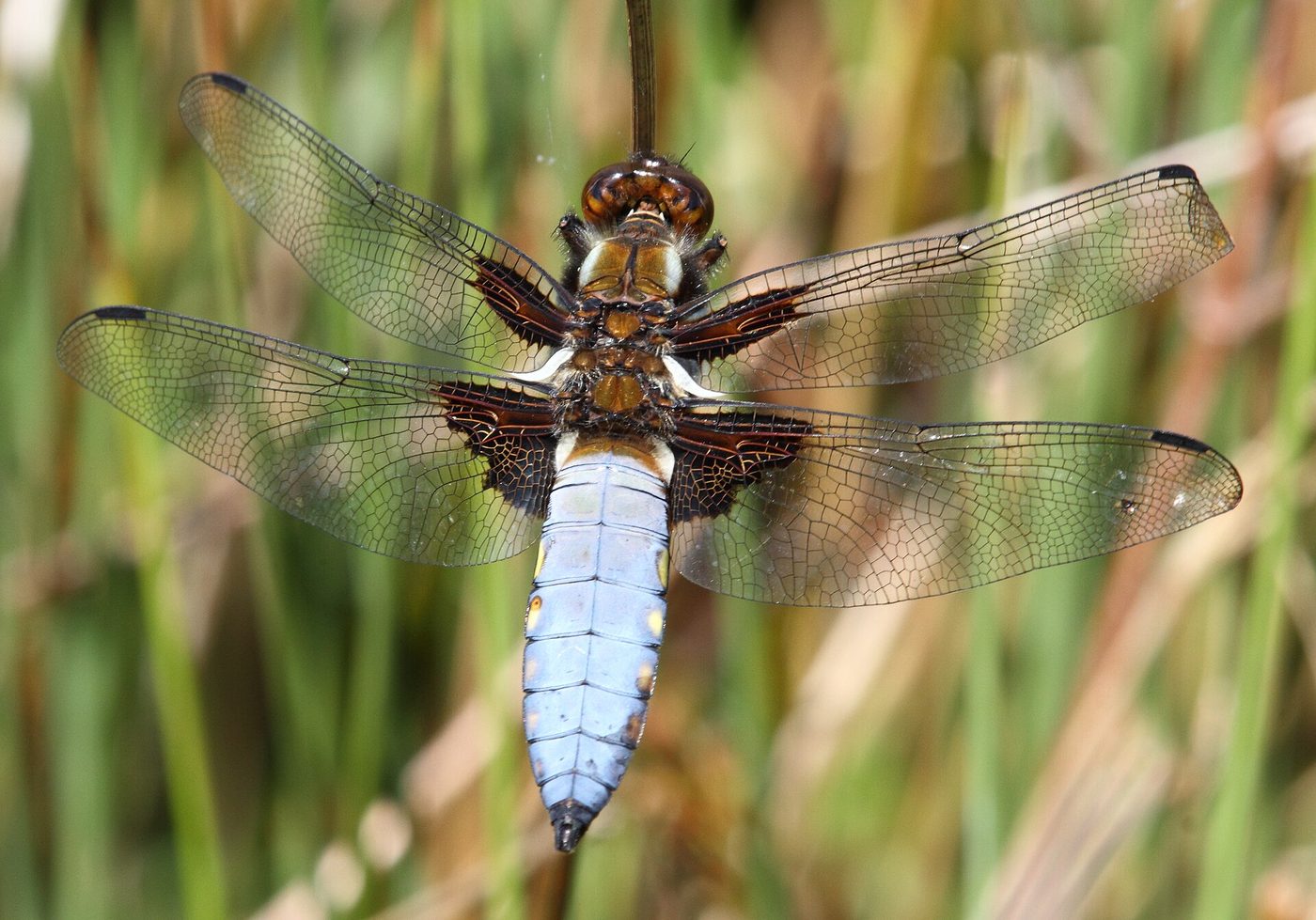 Broad-bodied chaser