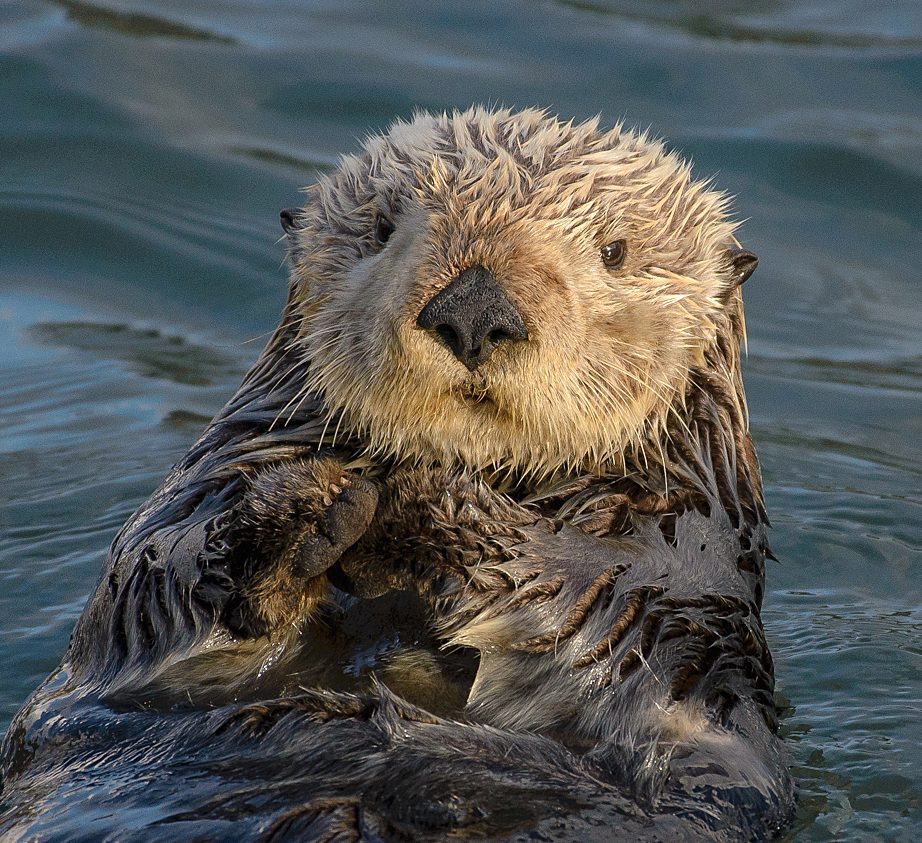 Nutria marina