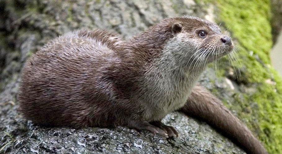 Lontra