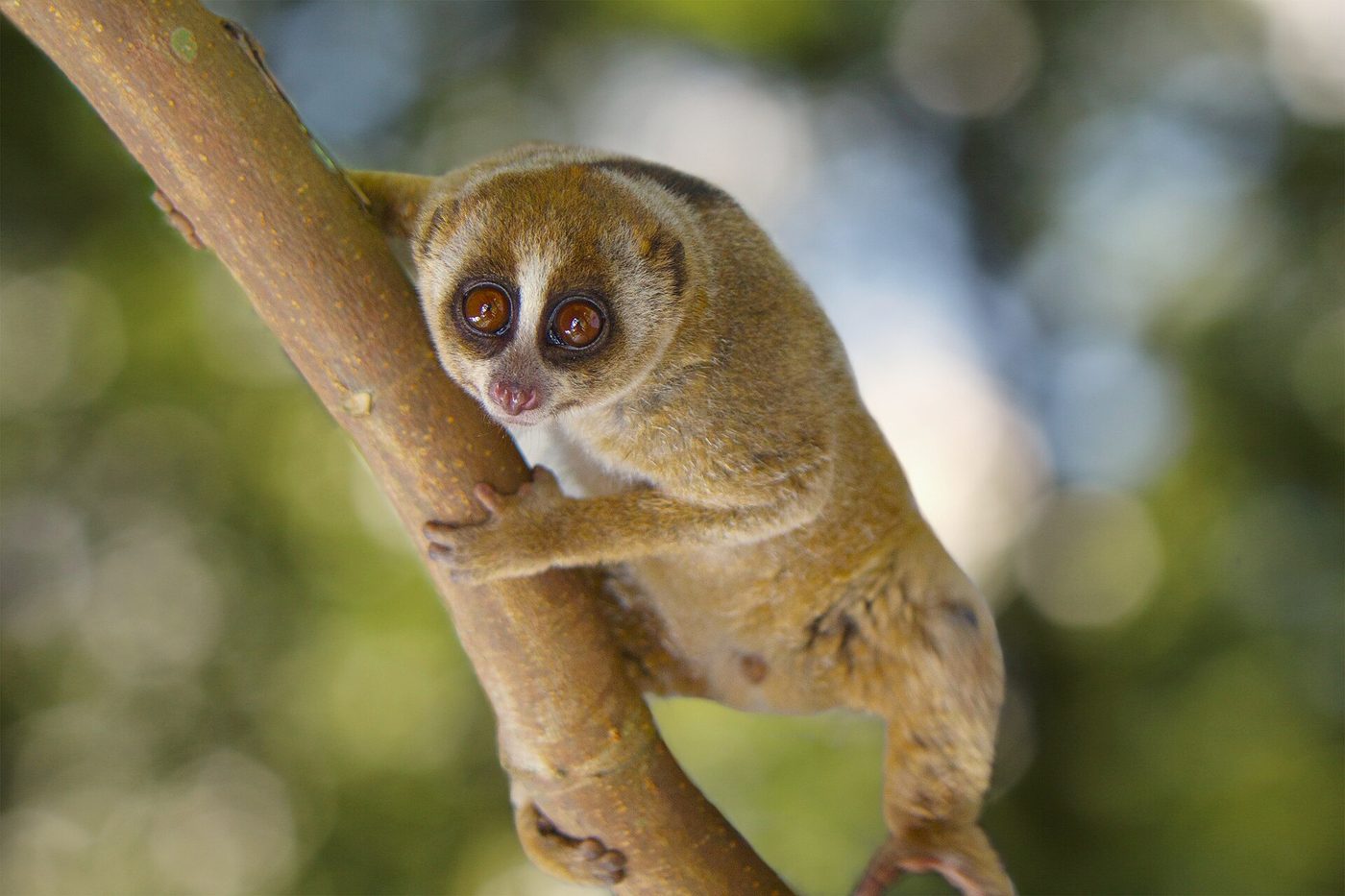 Sunda slow loris