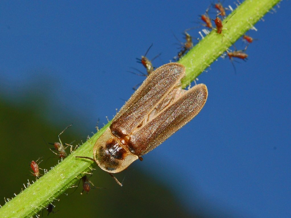 Luciérnaga