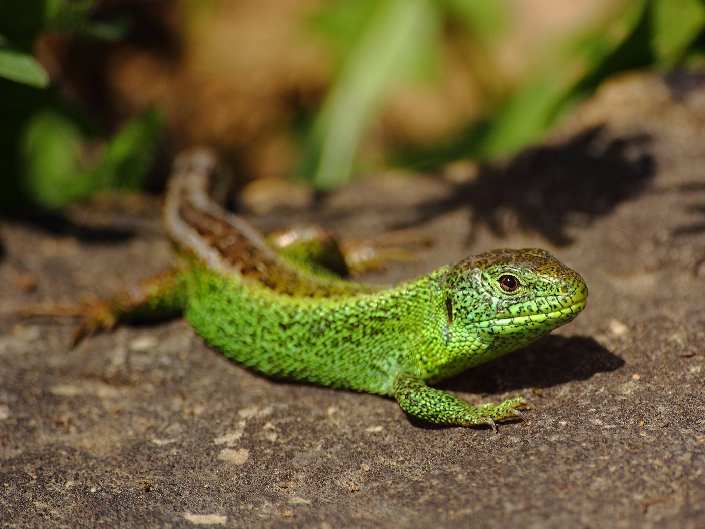 Lagarto ágil