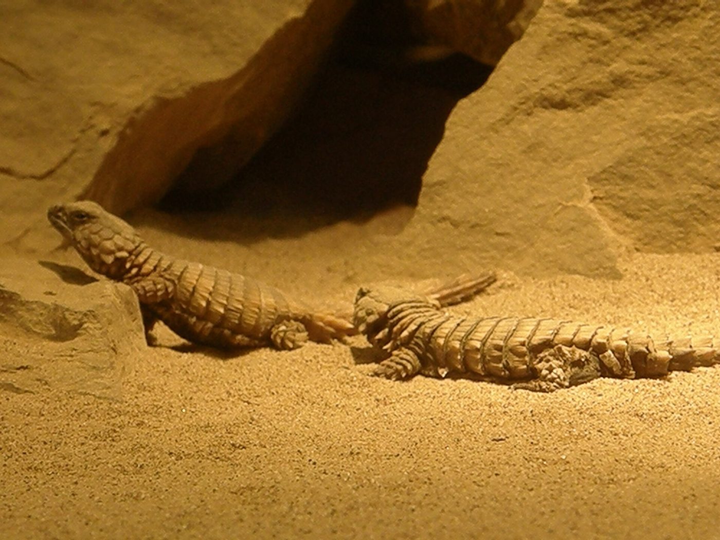 Armadillo girdled lizard