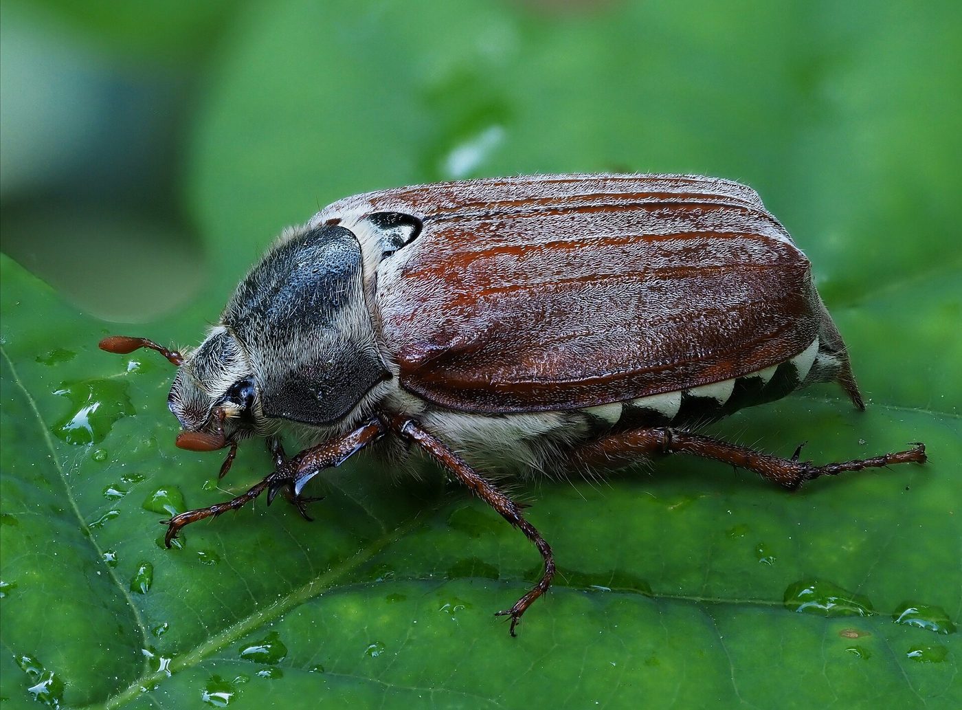 Feldmaikäfer