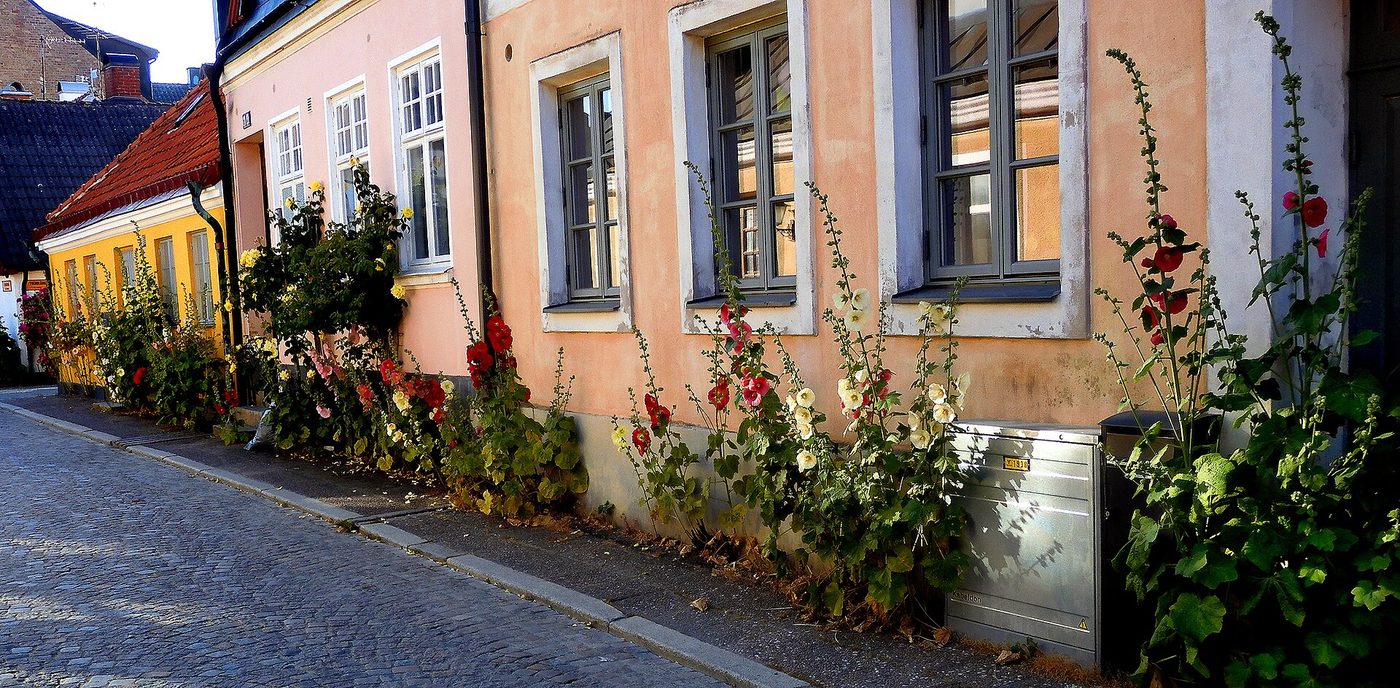 Gewöhnliche Stockrose