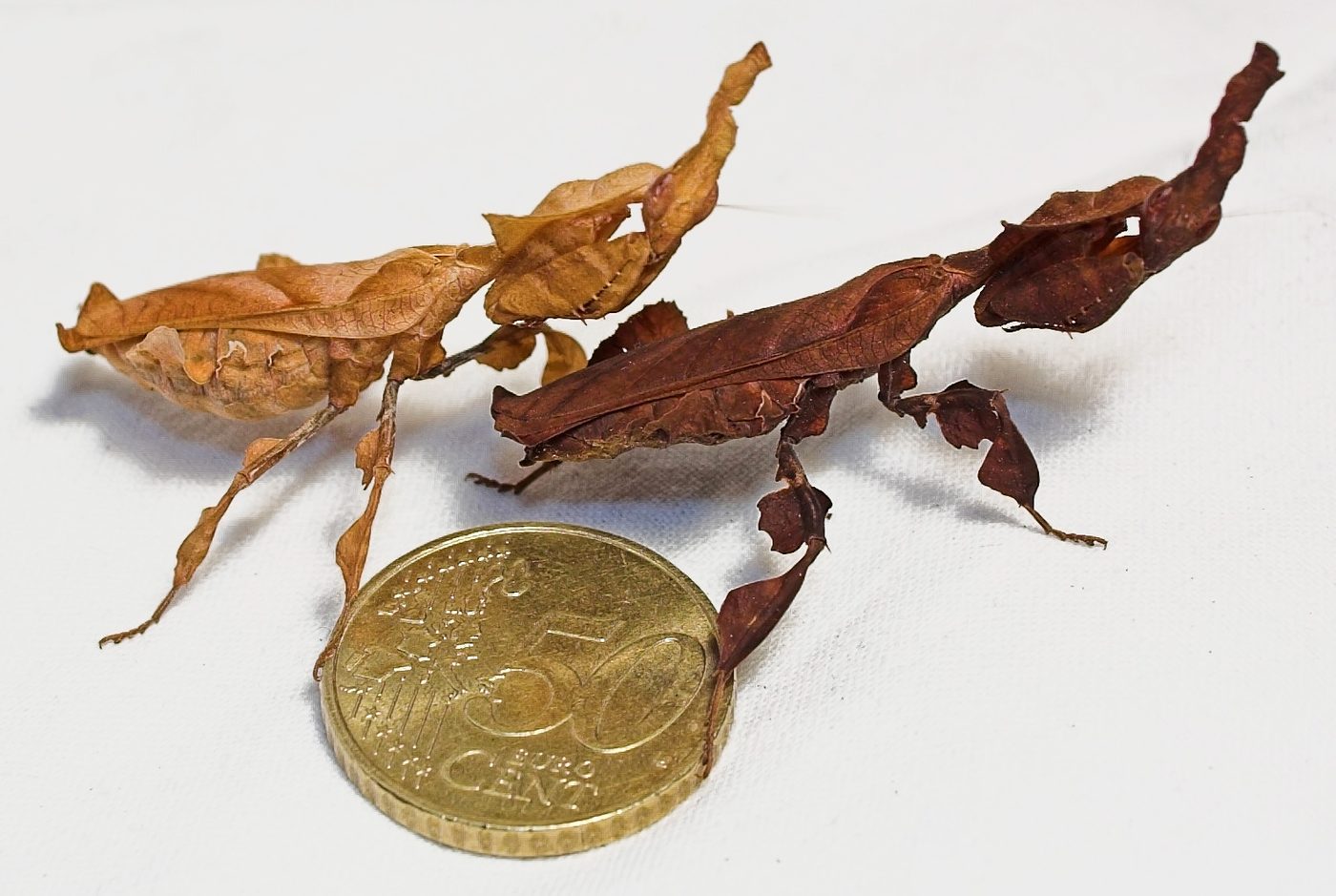 Geistermantis