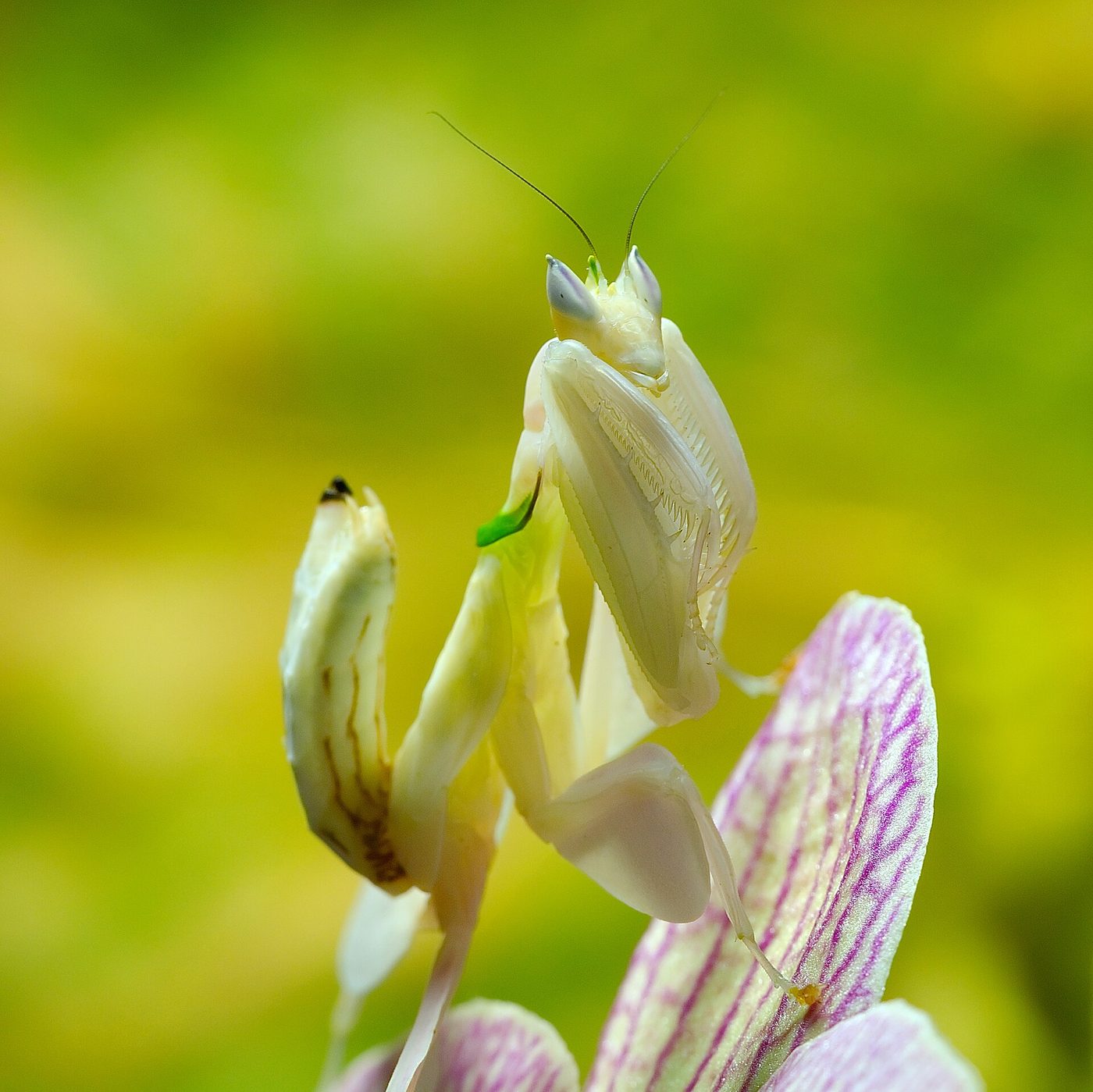 Mantis orquídea