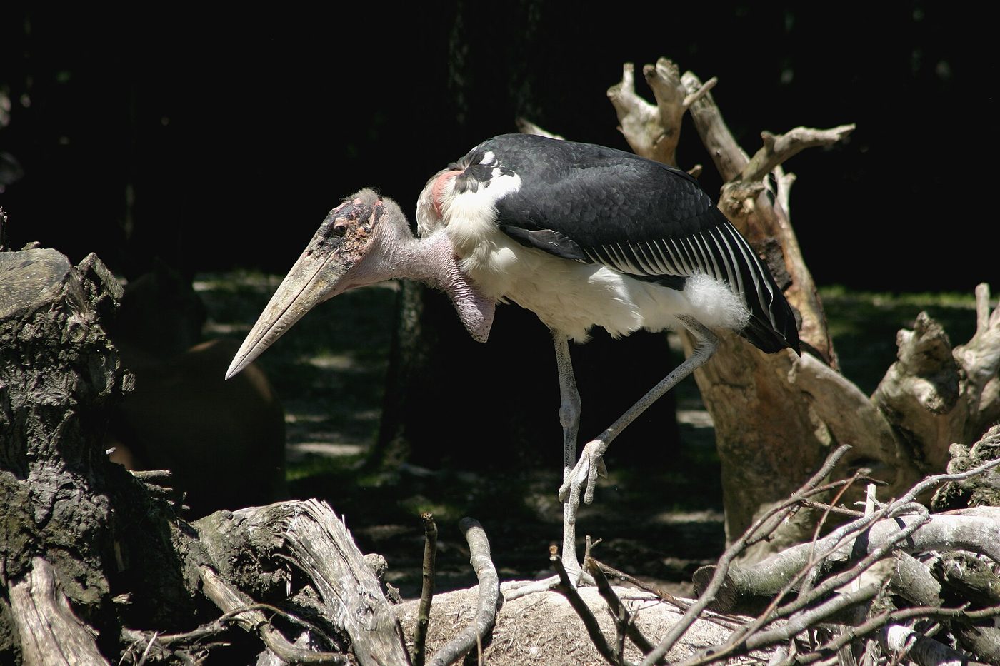 Marabù africano