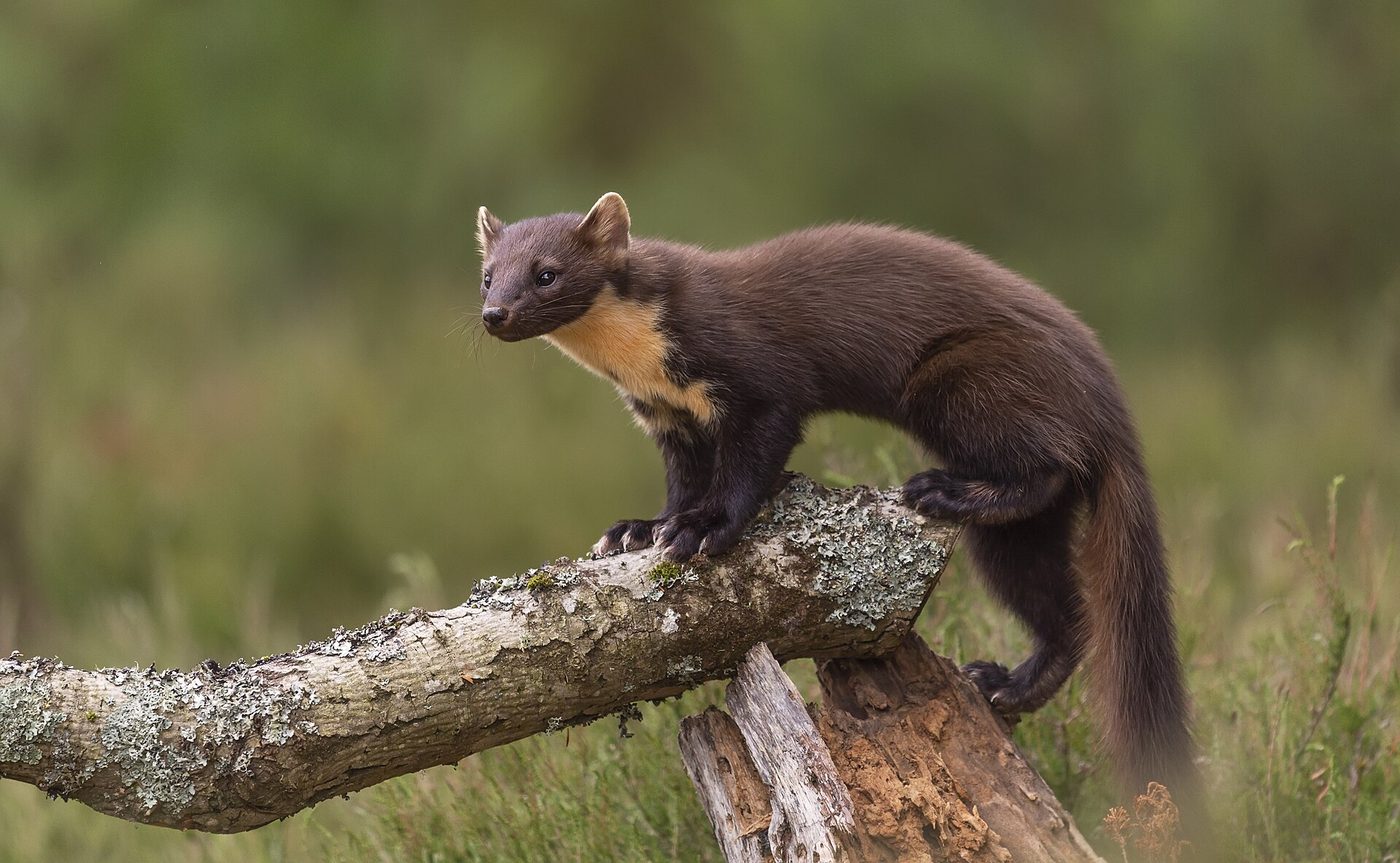 Baummarder