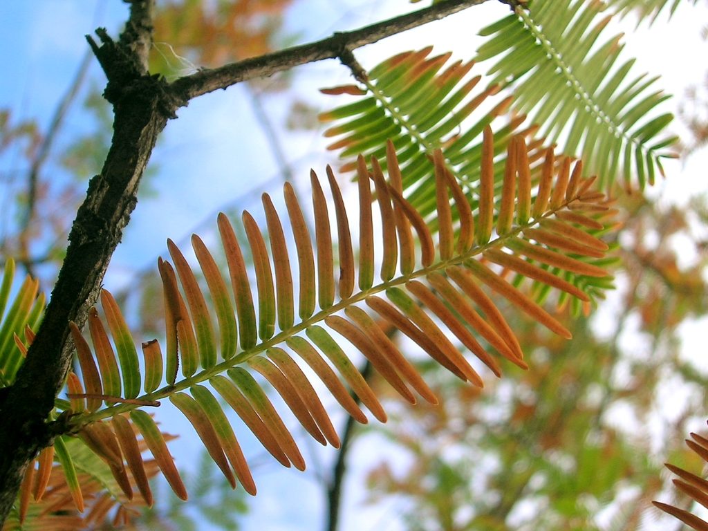 Metasequoia