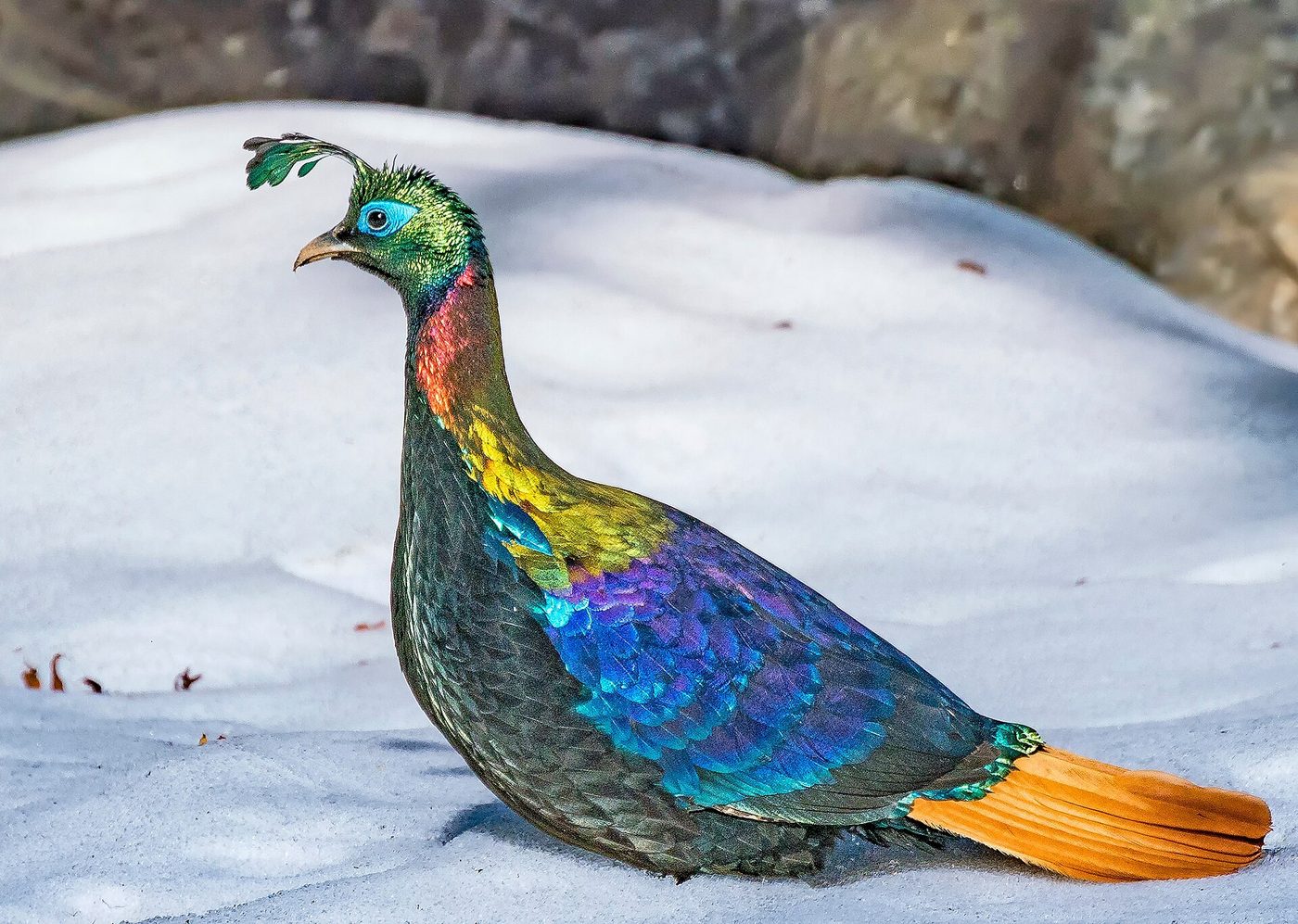 Himalayan monal